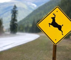 Woman asks why the government tells deer to cross roadways